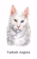 Turkish Angora