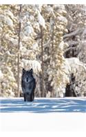 Beautiful Eyes This Morning: The Gray Wolf or Timber Wolf, Is a Canine Native to the Wilderness and Remote Areas of Eurasia and North America.