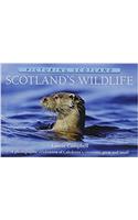 Scotland's Wildlife
