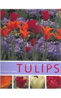 Gardening with Tulips
