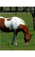 Horse Photo School Composition Book Equine Grazing Pinto: Horse Photo Equine Covers Composition Books Notebooks (Notebook, Diary, Blank Book)