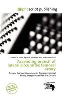 Ascending Branch of Lateral Circumflex Femoral Artery