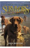 Survivors: The Gathering Darkness #3: Into the Shadows: (3 Survivors: The Gathering Darkness)