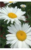 A White and Yellow Shasta Daisy Flower Journal: 150 page lined notebook/diary