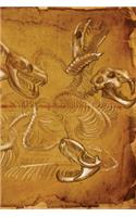 Hydra Skeleton Notebook
