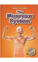 The Muscular System