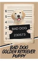 Bad Dog Golden Retriever Puppy