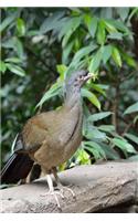 Grey-headed Chachalaca Bird Journal (Gray): 150 page lined notebook/diary