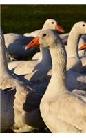 A Gaggle of Geese in the Grass Journal