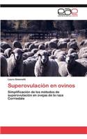 Superovulacion En Ovinos