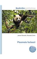 Pleomele Forbesii: (English)