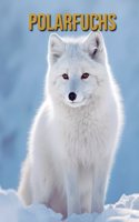 Polarfuchs