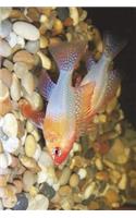 Gold Ram Cichlid Xanthistic Journal