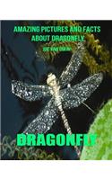 Dragonfly: Amazing Pictures and Facts about Dragonfly