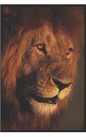 Lion - Daily Diary 2019: A Diary for Important Observances and Multi-Faith Religious Dates and Moon Phases