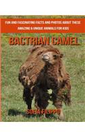 Bactrian camel