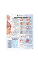 Sexually Transmitted Infections Anatomical Chart in Spanish (Infecciones de transmisión sexual)