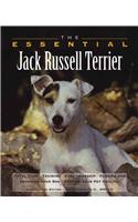 Essential Jack Russell Terrier