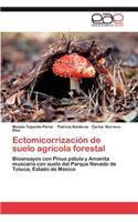 Ectomicorrizacion de Suelo Agricola Forestal