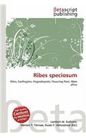 Ribes Speciosum: (English)