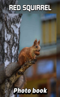 Red Squirrel Photo Book: 40 Stunning Images Capturing Nature's Playful Rodent For Animal Lovers and Enthusiasts