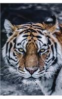 Notebook - Tiger
