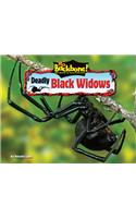 Deadly Black Widows