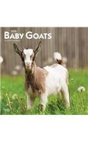 Baby Goats 2020 Square