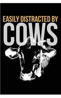 Easily Distracted by Cows
