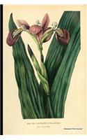 Botanical Print Journal: iris versicolor, 6" x 9" Vintage Botanical Flower Print Journal - [Lined Journal]