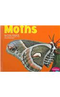 Moths