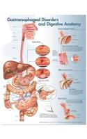Gastroesophageal Disorders and Digestive Anatomy Chart