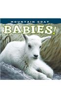 Mountain Goat Babies!