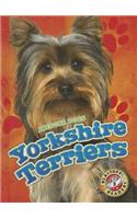 Yorkshire Terriers