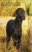 Labrador Retrievers, Black 2022 Square
