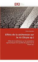 Effets de la Sécheresse Sur Le Riz (Oryza Sp.)