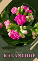 Kalanchoe