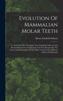 Evolution Of Mammalian Molar Teeth