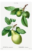 Designer Notizheft: liniert mit Motiv "Birne (Pyrus communis)" von Pierre-Joseph Redouté, Notebook, Schreibheft etwa A5 (15,3 x 22,9 cm) mit botanischer Illustration, s