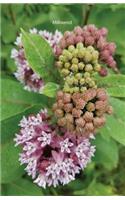 Milkweed