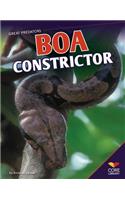 Boa Constrictor