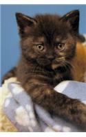 Kitten Notebook