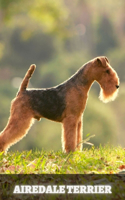 Airedale Terrier