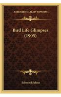 Bird Life Glimpses (1905)