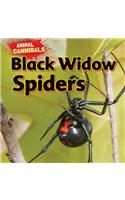 Black Widow Spiders