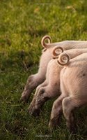 Three Little Piglets with Curly Pink Tails Journal