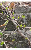 Journal Spring Vines Against Brick Wall: (Notebook, Diary, Blank Book)