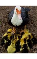 Ducklings Notebook Large Size 8.5 x 11 Ruled 150 Pages Softcover For Home School