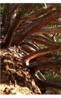 Sequoia Notebook