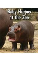 Baby Hippos at the Zoo